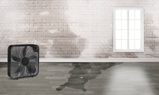 Best Water damage contractors near me  in Gibbstown, NJ